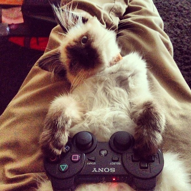 cat.jpg cat.jpg