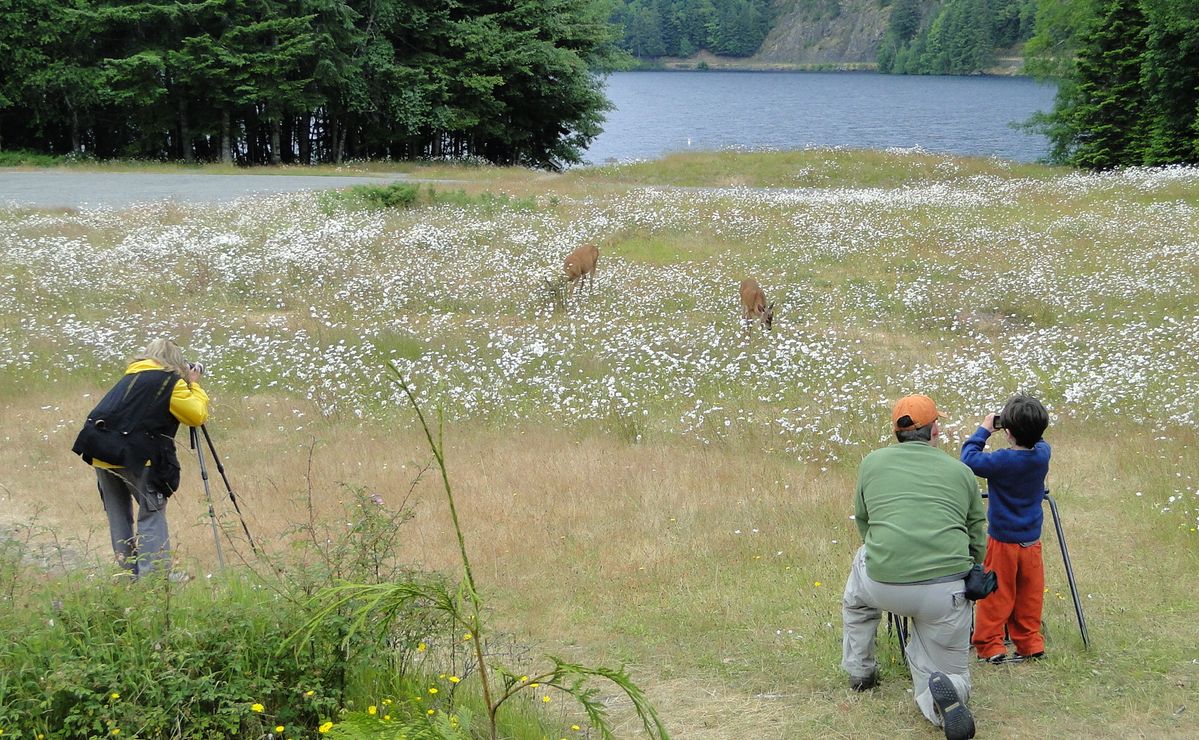 Fotosafari mit Rehen