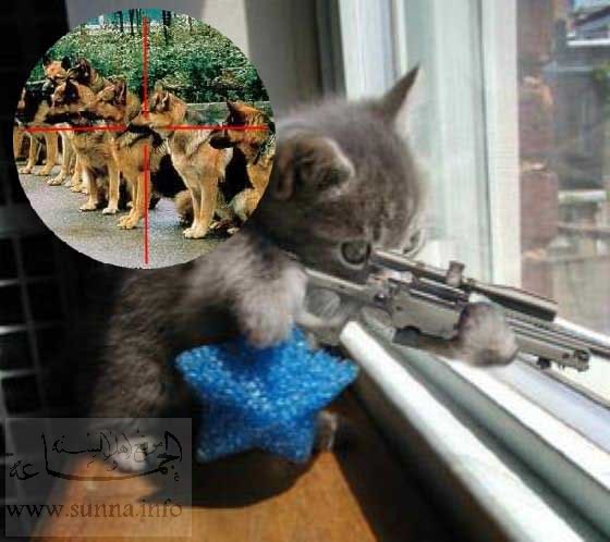 catsniper.jpg