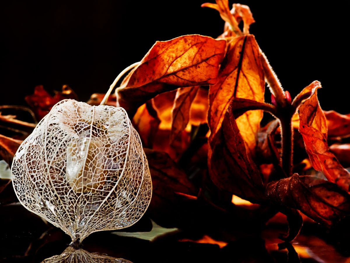 eine abgeblühte Physalis vor von der Restsonne angestrahlten Herbstlaub.