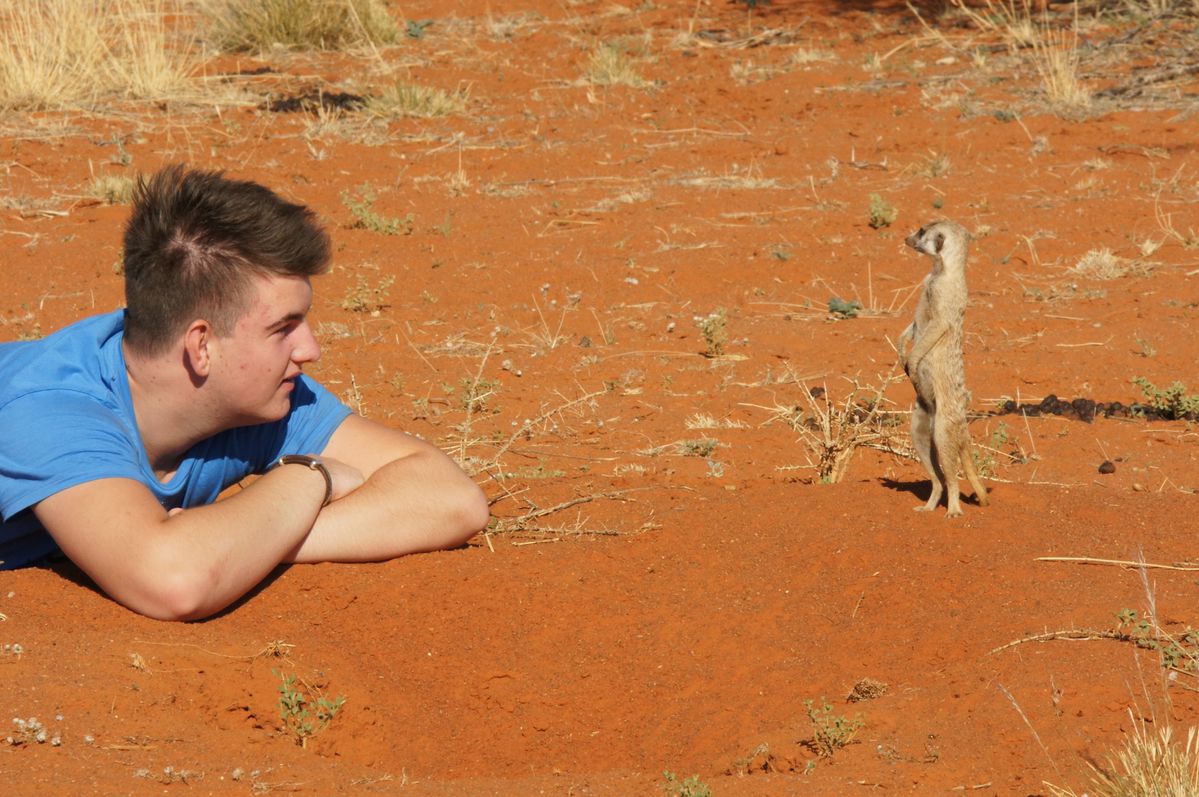 Holiday of a lifetime and we were introduced to this family of meerkats which are completely wild but tolerate humans. My son lay down on the ground and this meerkat came along to 'check him out'.