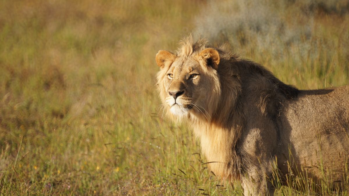 This young lion had been moved from the Shamwari Reserve to another reserve. Unfortunately, he killed all the cubs in the new reserve so had been returned to Shamwari. The guides joy of seeing his old friend again was unforgettable.