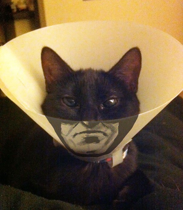 catman-img-40t-605x694.jpg