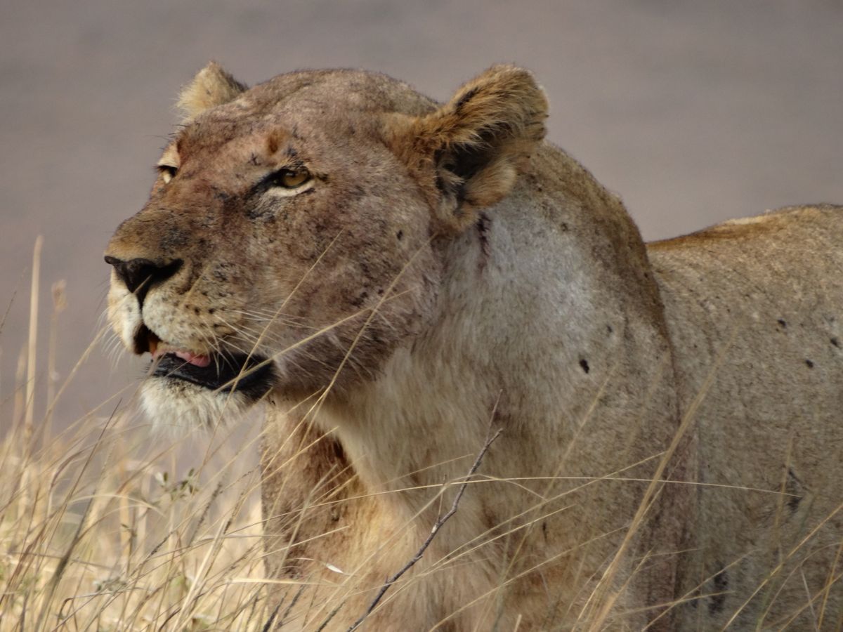 Lion South Africa