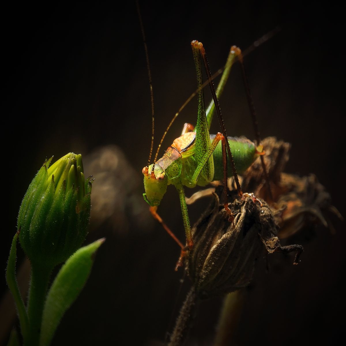 Gerd Leeuwis - macro 4.jpg