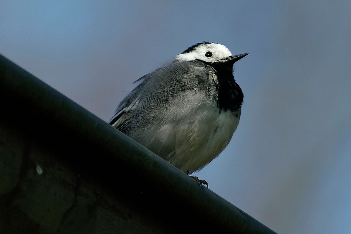 Bild zum Forumsbeitrag : https://community.sony.de/t5/termine-treffen-off-topic/im-bann-der-covid-19-pandemie-wildlife-im-garten-und-vor-der/td-p/2753352