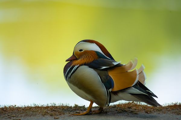 Mandarinente auf Steinbrücke