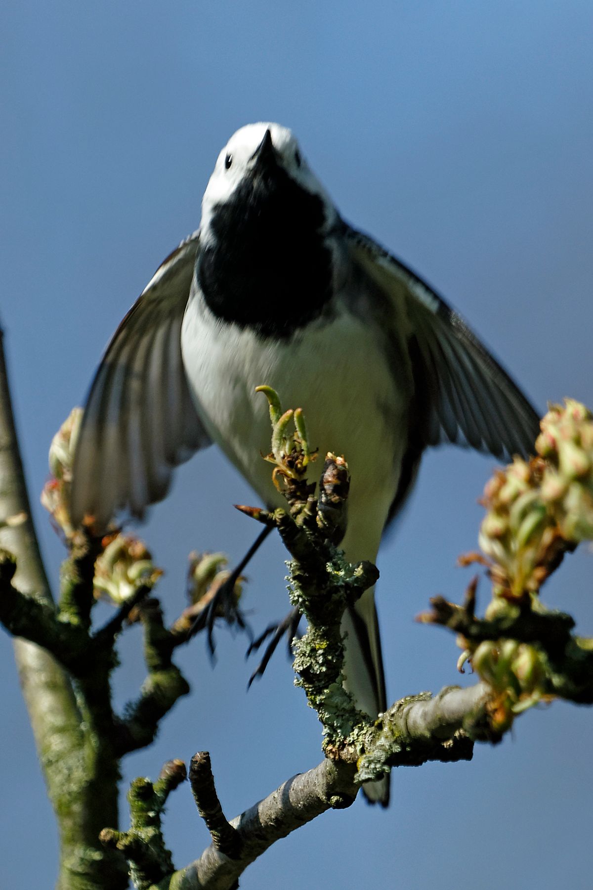 Die Bachstelze (Motacilla alba)