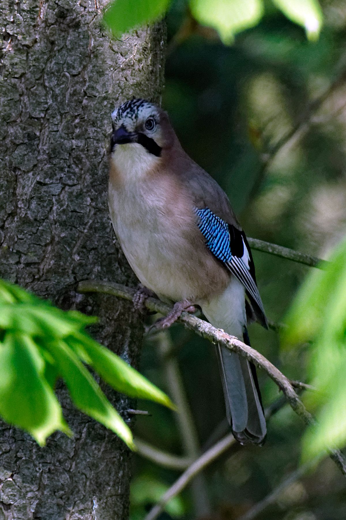 Weitere Infos in Forumsbeitrag : https://community.sony.de/t5/termine-treffen-off-topic/im-bann-der-covid-19-pandemie-wildlife-im-garten-und-vor-der/td-p/2753352