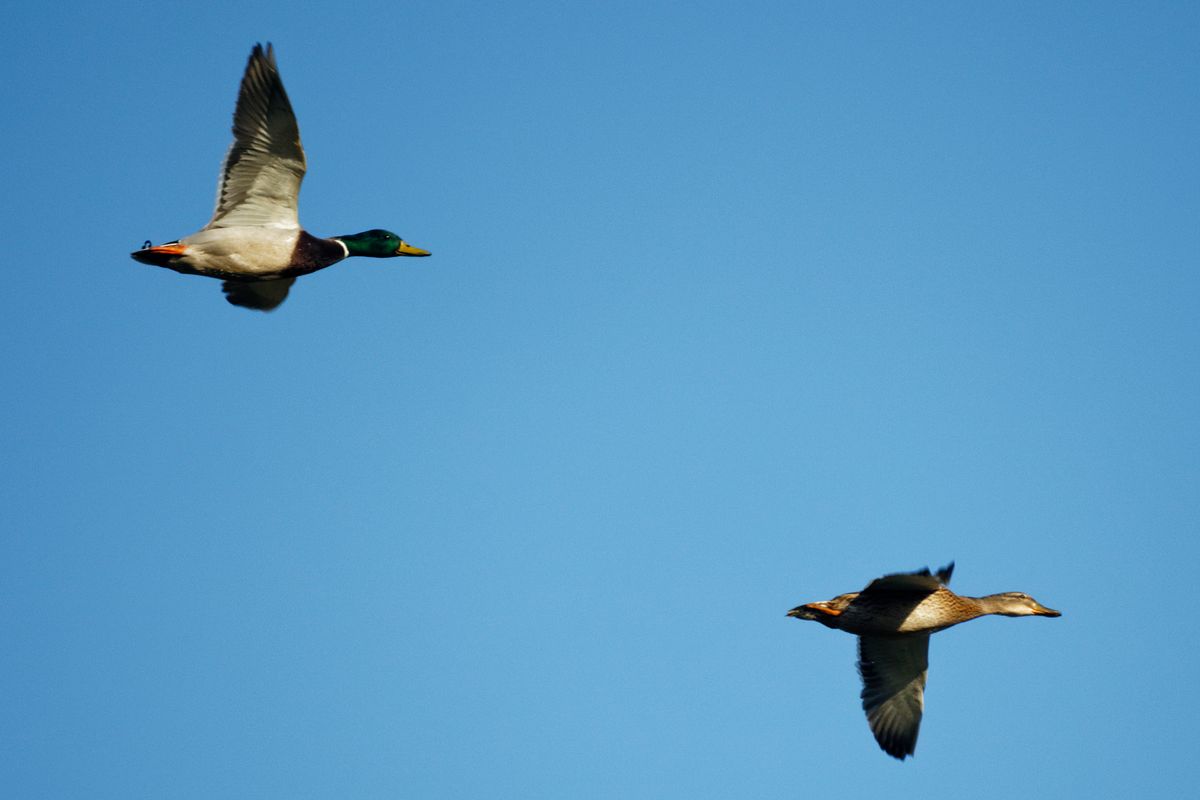 Wikipedia sagt : Die Familie der Entenvögel (Anatidae) ist die artenreichste aus der Ordnung der Gänsevögel.