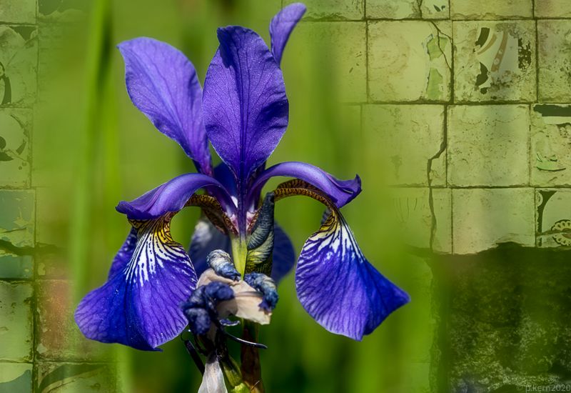 Iris (1 von 1).jpg