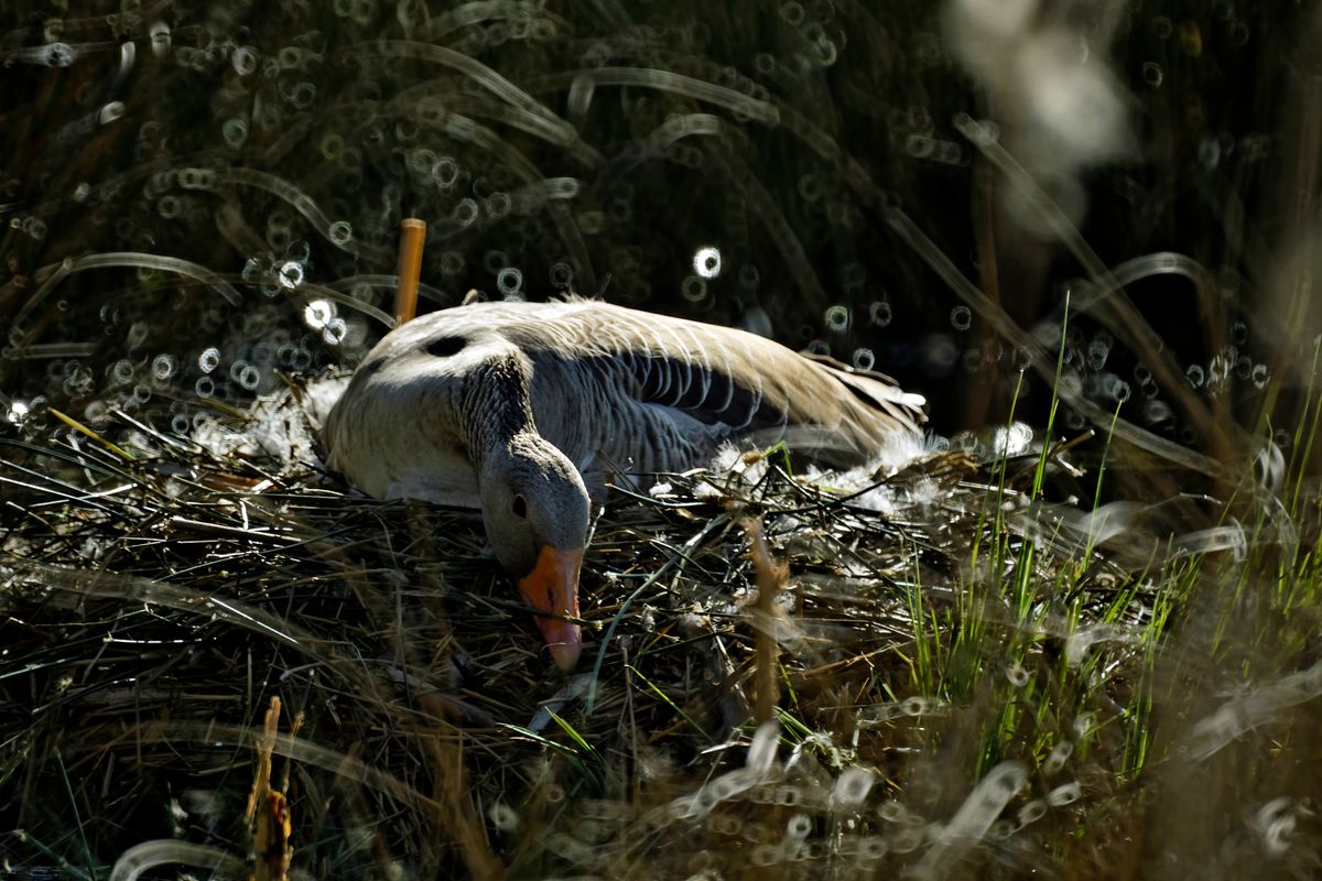 Eine brütende Graugans (Anser anser) in ihrem Nest. An dem Donut Bokeh lässt sich erkennen, das es sich beim Aufnahme Objektiv um ein Spiegelobjektiv (500MM F8 REFLEX) handelt.