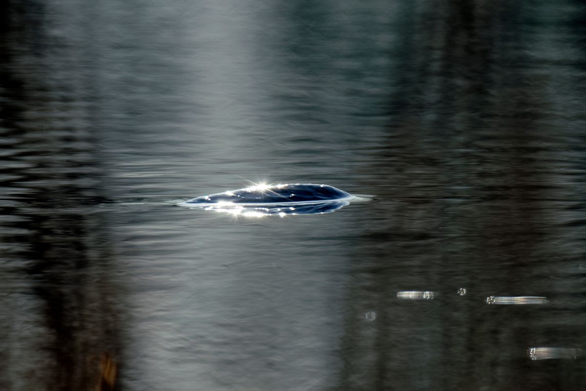 Das schwarzblaue Nessie, vom Huilmanns Mörken