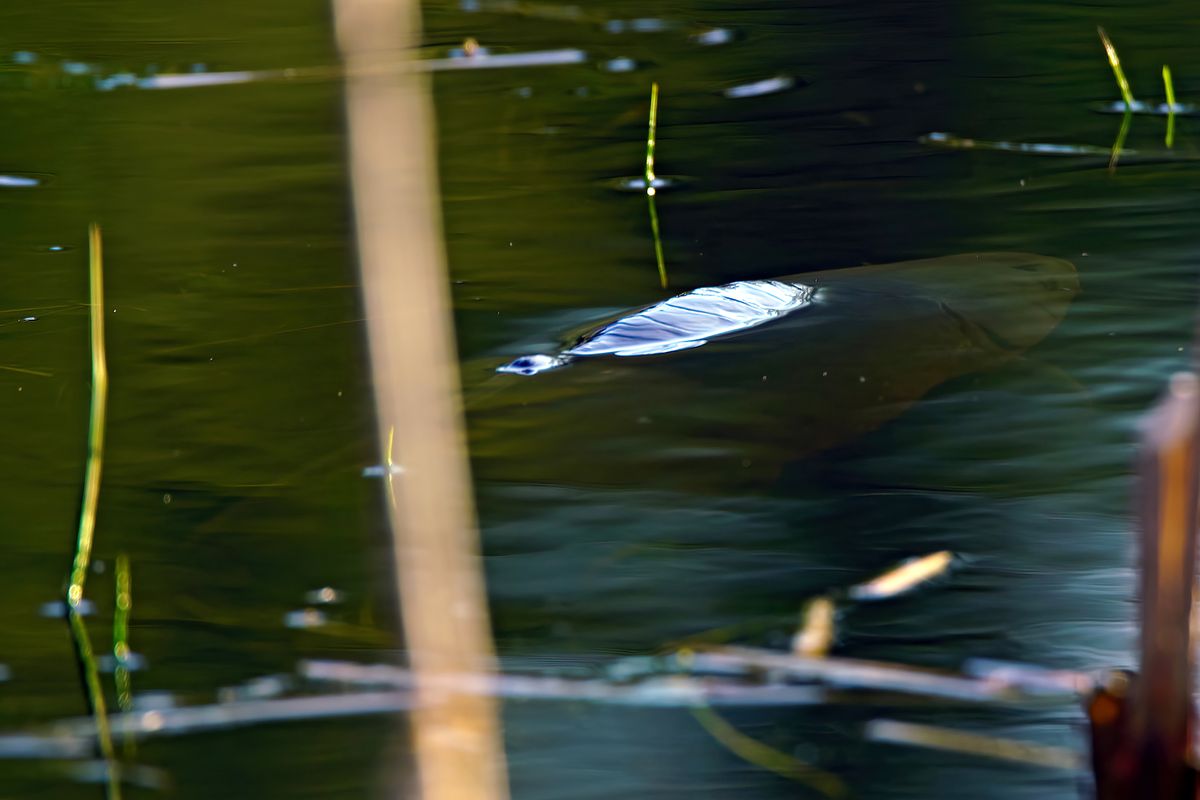 Das schwarzblaue Nessie, vom Huilmanns Mörken. Bei diesem Bild werden keine Exif-Daten angezeigt, weil es aus einen Video extrahiert wurde.