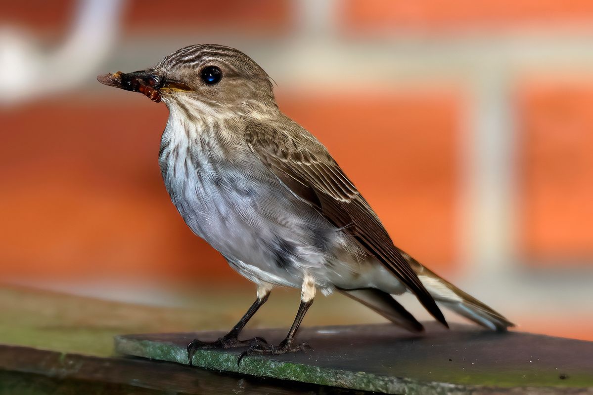 Ein Grauschnäpper, hält Nahrung für ihre Nachkommen bereit. Das Bild wurde in APS-C Modus mit einer Alpha α99II und angesetzten Tamron SP 150-600mm bei 600mm aufgenommen. Entspricht eine Äquivalenten Brennweite von 900mm. Weitere Exif-Daten : Belichtungsprogramm: M, ISO: 250, Verschlusszeit: 1/320 Sekunde und die Blende war 7.1