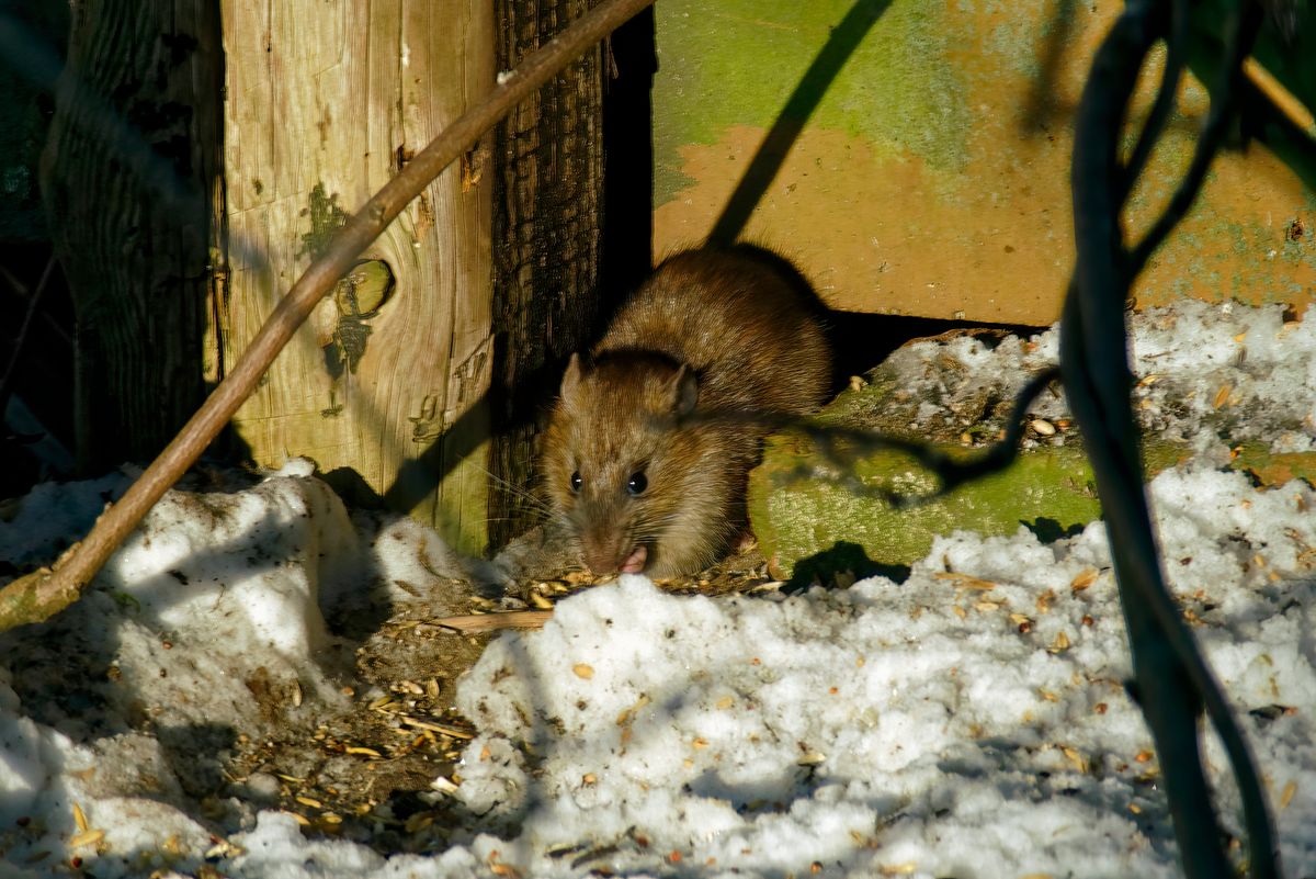 Eine Ratte sucht nach Vogelfutter, das die Vögel in ihrer Futterstation eine Etage höher verloren haben.