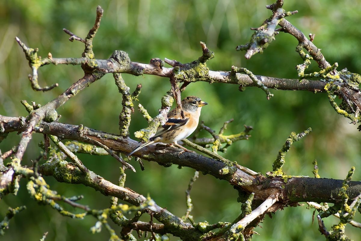 Der Wissenschaftlicher Name des Bergfink oder Nordfink lautet: Fringilla montifringilla / 1:1 Bildausschnitt aus ca. 12-15 Meter mit 70-400mm SSM bei 400mm Brennweite