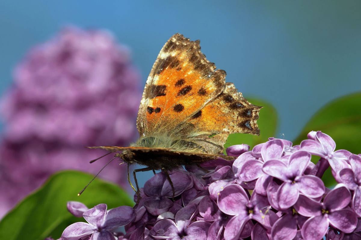 Ein Großer Fuchs ( Nymphalis polychloros ) in heimischen Garten