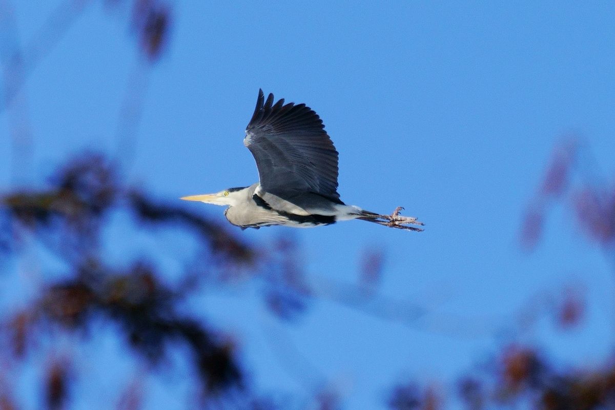 Ein Graureiher (Ardea cinerea), auch als Fischreiher bezeichnet, fliegt in "Outback" von Schapen