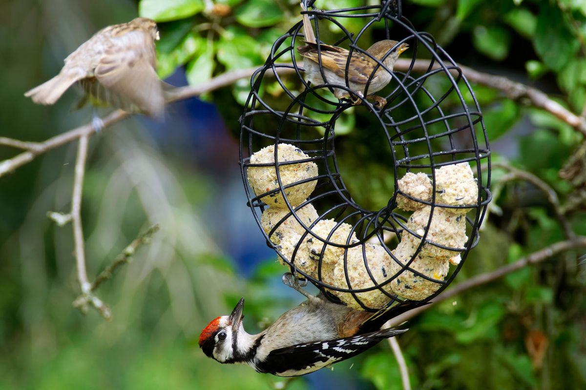 Ein Buntspecht hängt an einen Futterring wo auch schon die Haussperlinge unterwegs sind