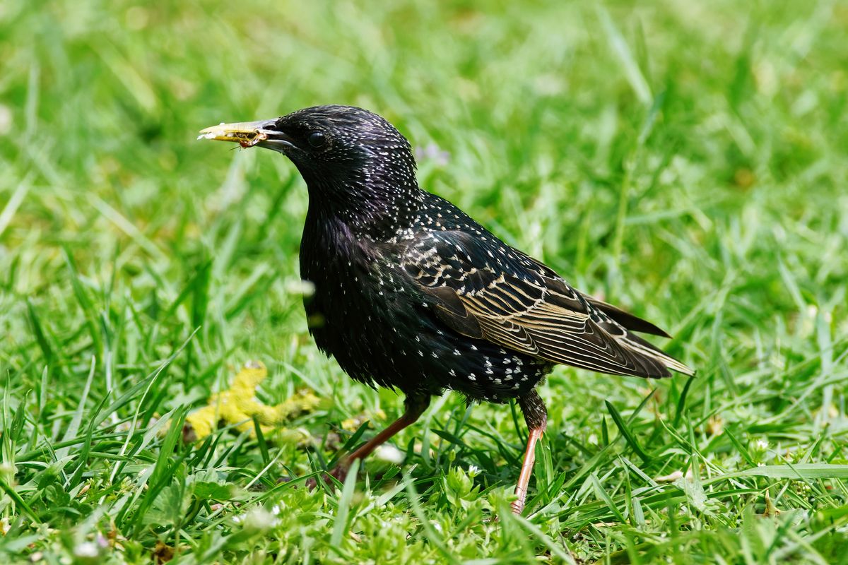 Der Star (Sturnus vulgaris), dass Geselliges Multitalent