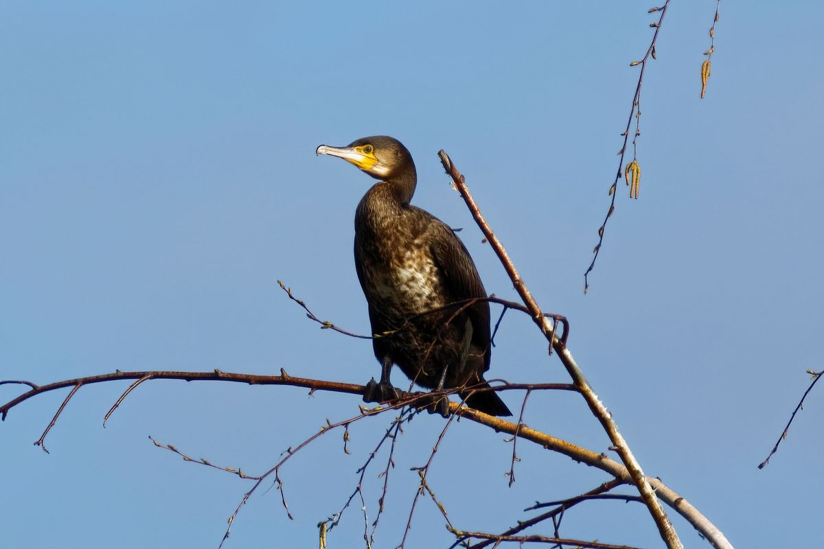 Ein Kormoran (Phalacrocorax carbo) aufgenommen an den  Biotop, an der Kaninchenstraße in Schapen