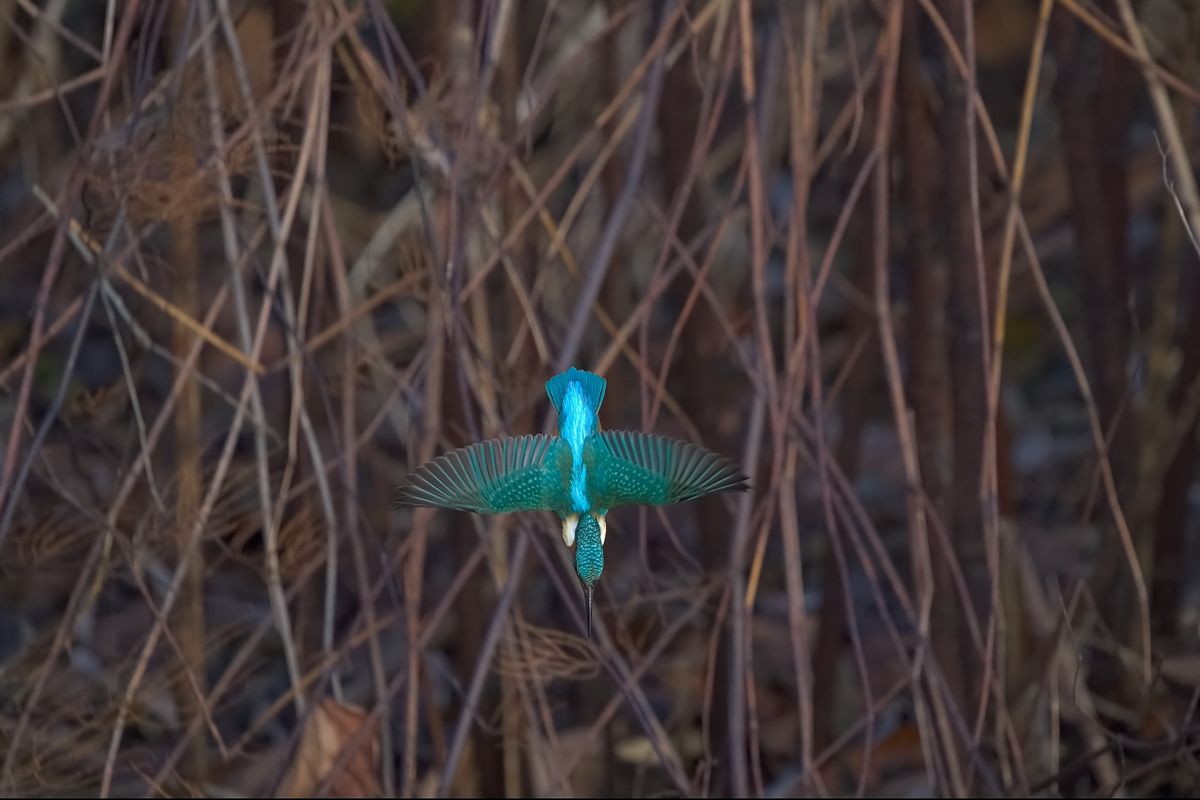 Eisvogel im Sturzflug